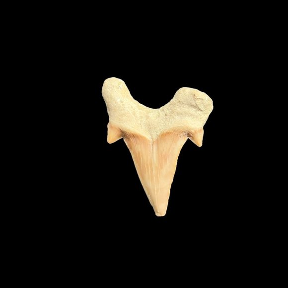 Otodus Shark Tooth Preserved Fossil Marine Biologist Collectible 1.5 inches - Picture 2 of 6